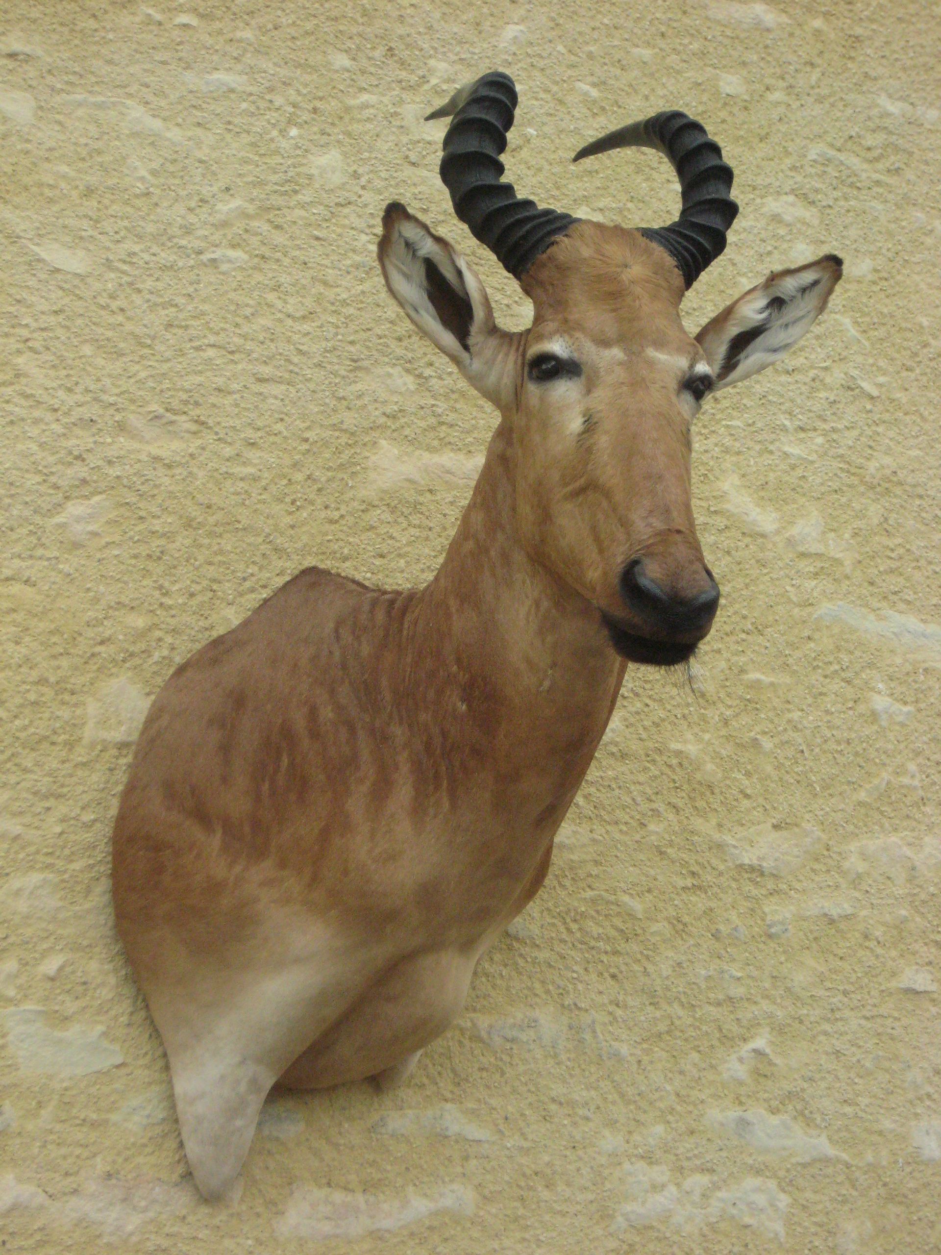 Taxidermie d'une fouine (ou marthe) sur socle bois - Trophées petits