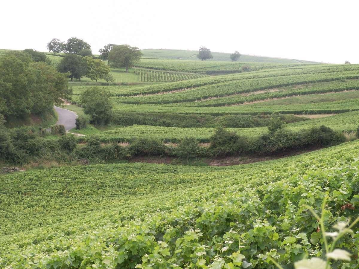 Vignes à Verdigny - producteur de vin Sancerre