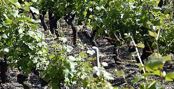 Production de vin près de Sancerre
