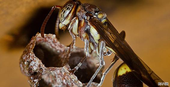 Destruction des nids de frelons