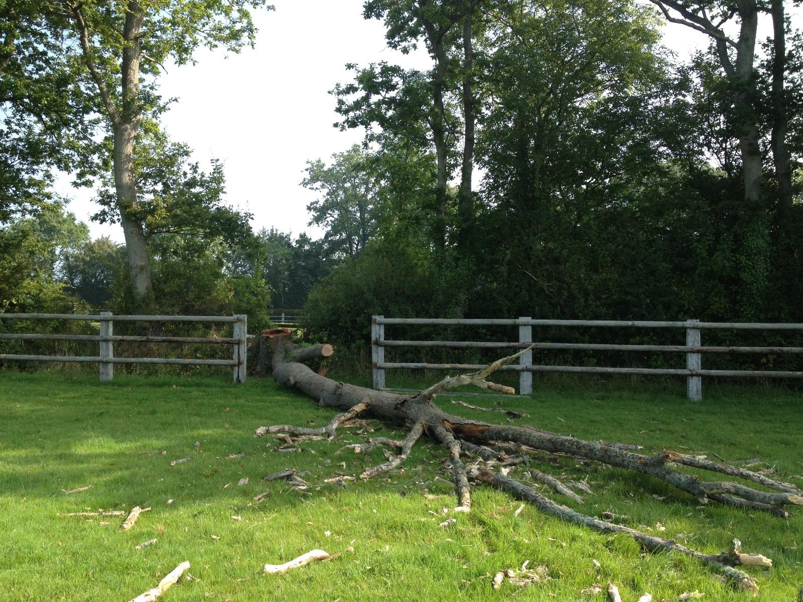 L'abattage de vos arbres en toute sérénité