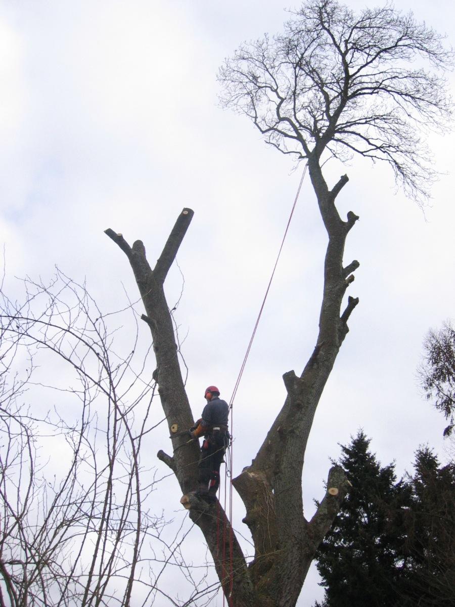 Abattage par démontage