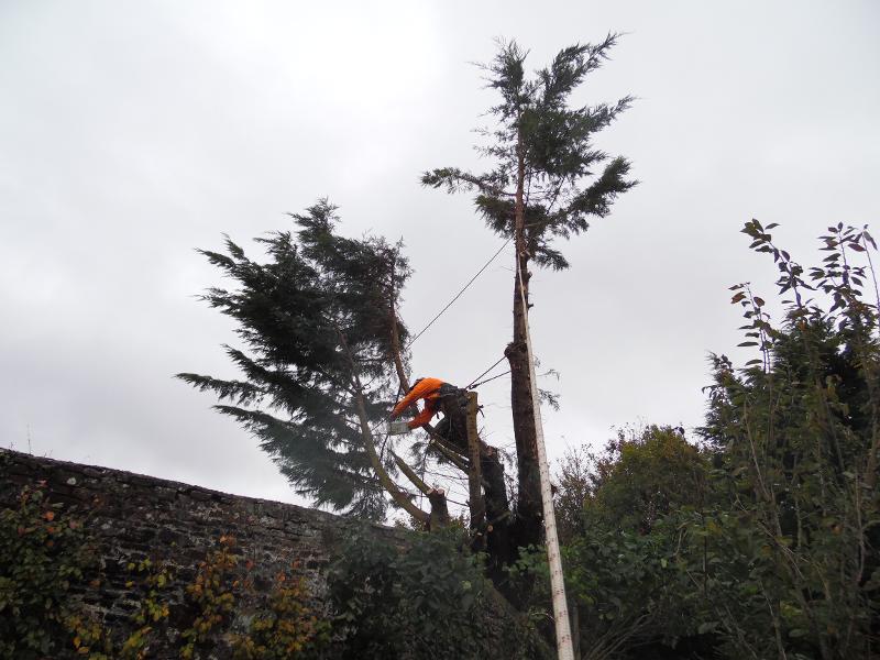 Élagage abattage - Manche