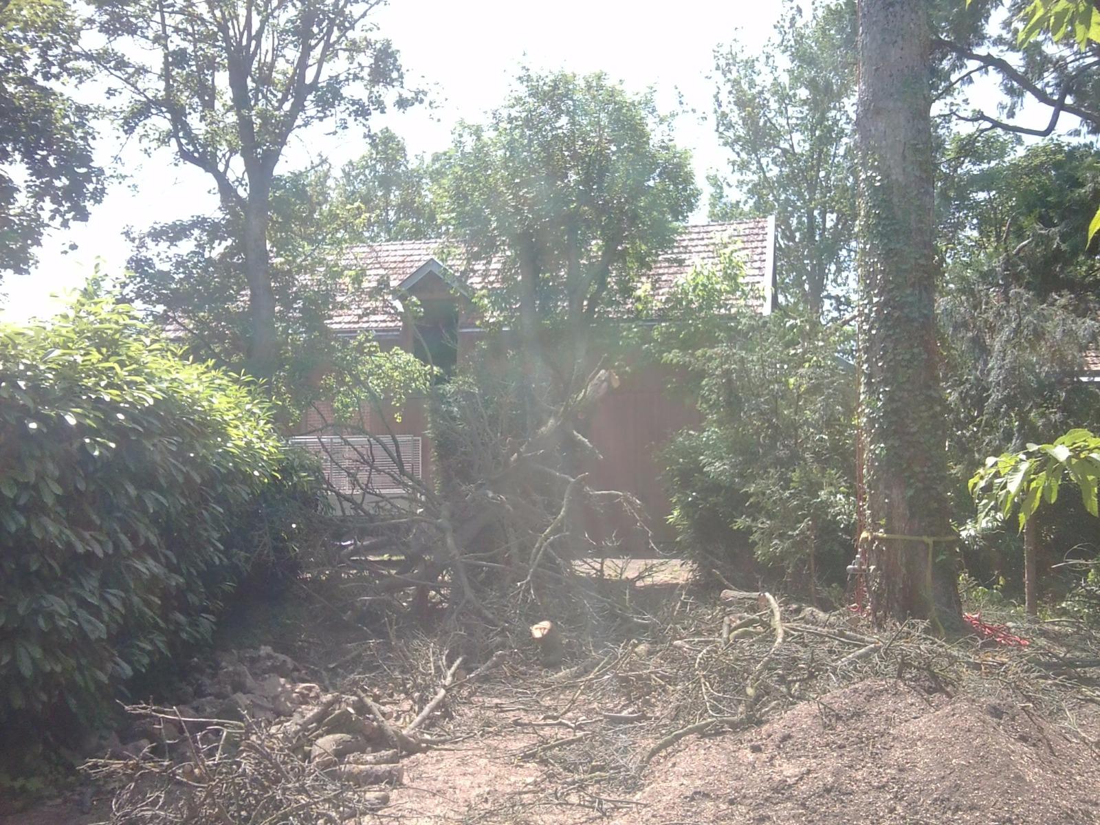 Abattage d'arbes à Saint-Avertin près de Tours