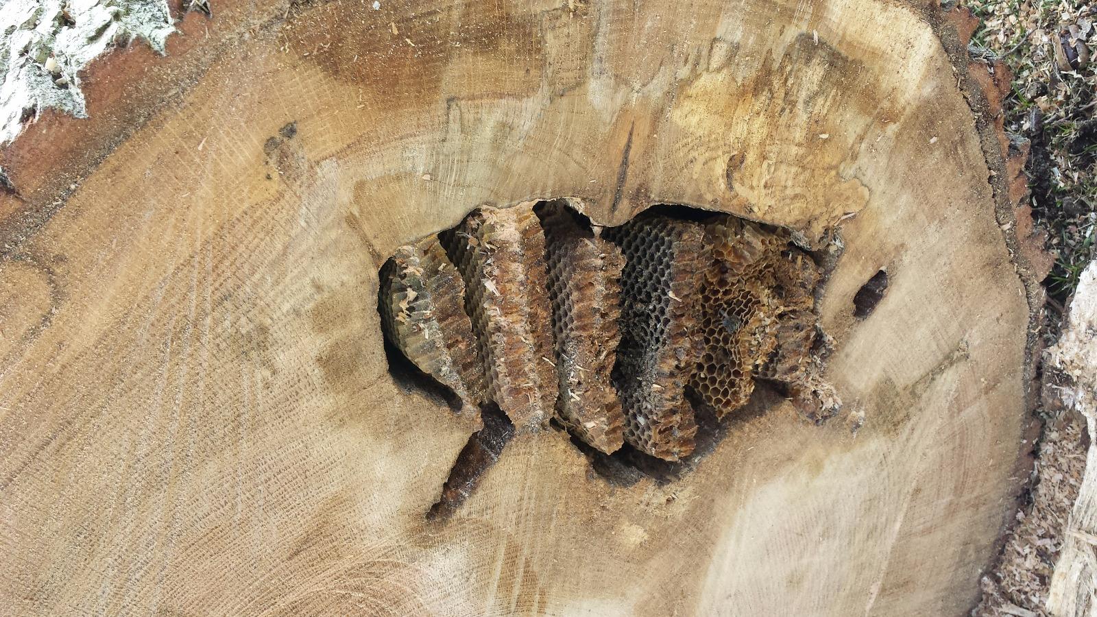 Nide de guêpes dans un chêne près de Tours