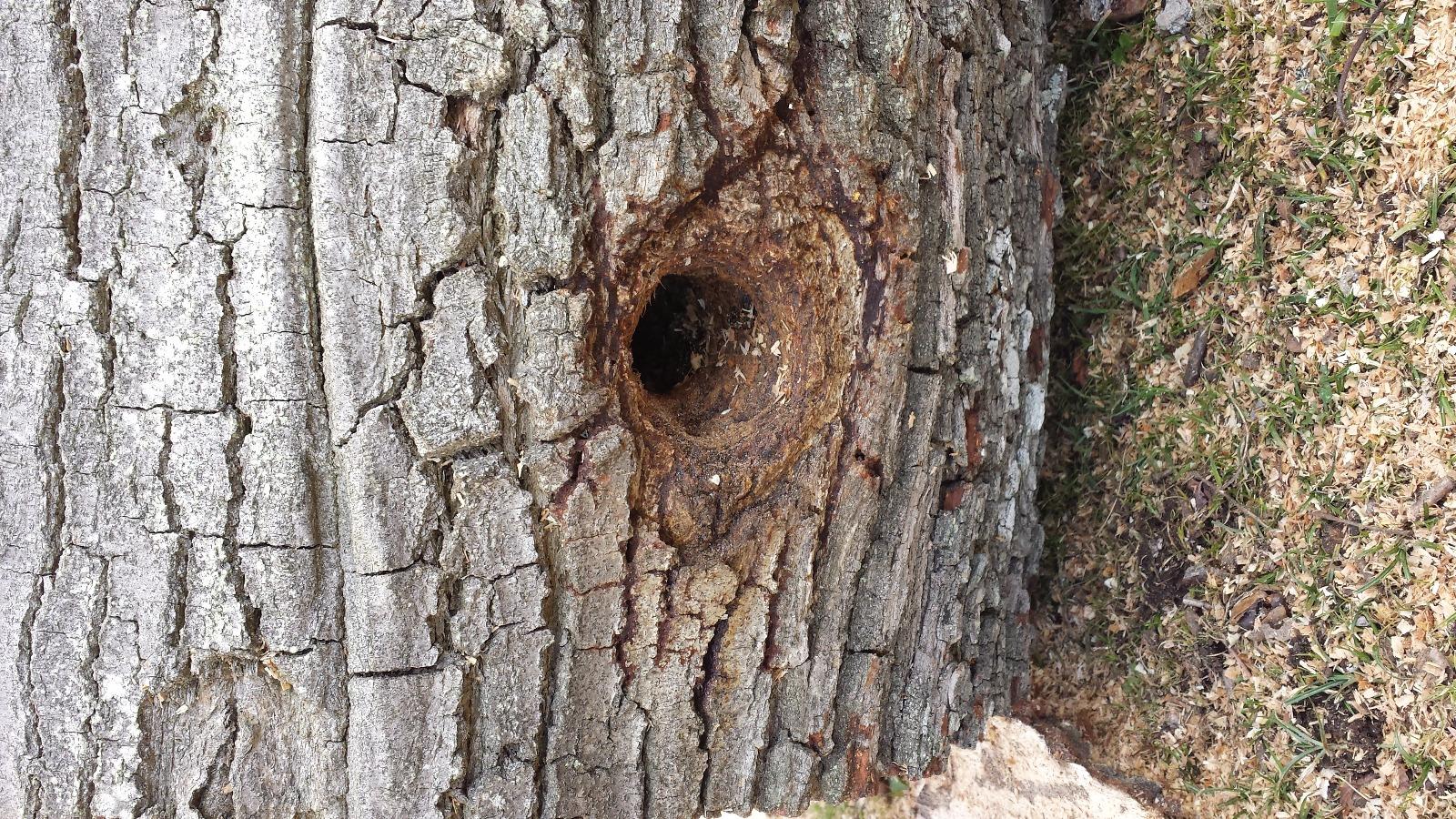 Nide de guêpes dans un chêne à Saint-Avertin près de Tours