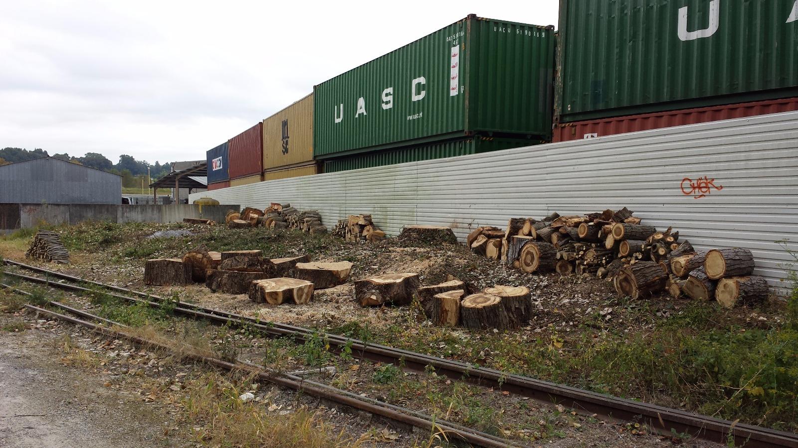 Elagage d'arbre à Saint-Avertin près de Tours