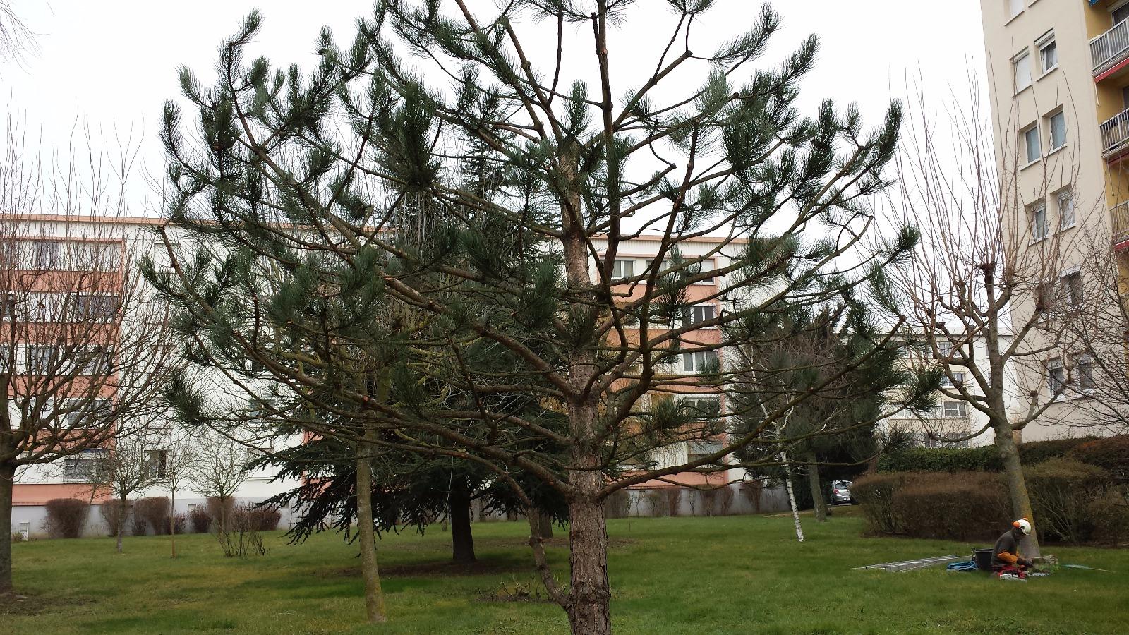 Elagage d'un pin à Saint-Avertin près de Tours