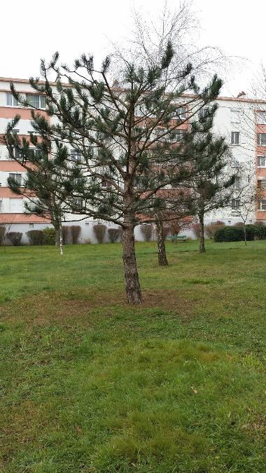 Elagage d'un pin à Saint-Avertin près de Tours suite au retrait d'un cocon de chenilles prodessionnaires