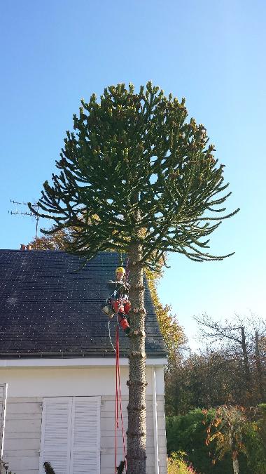 ABATTAGE PAR DEMONTAGE D'UN ARAUCARIA ARBRE DIFFICILE TRES EPINEUX