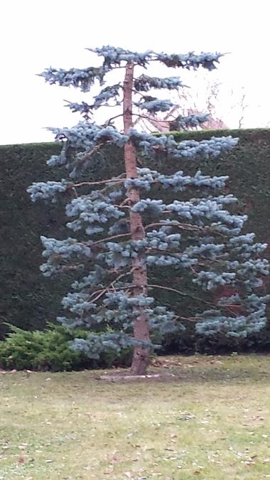 MIise en sécurité pour taille japonaise à Saint-Avertin près de Tours