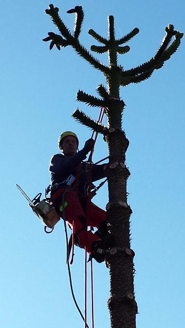 ABATTAGE PAR DEMONTAGE D'UN ARAUCARIA 3