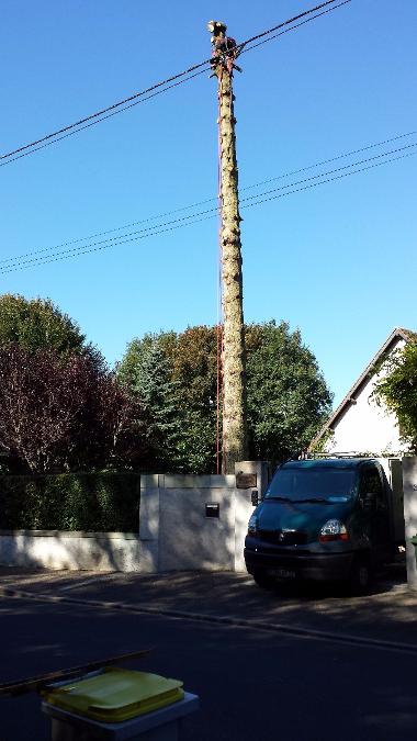 Elagage d'arbre toute hauteur avec fils électriques à Saint-Avertin près de Tours