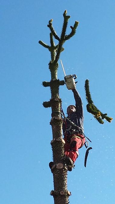 ABATTAGE PAR DEMONTAGE D'UN ARAUCARIA 4