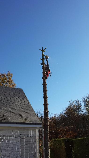 ABATTAGE PAR DEMONTAGE D'UN ARAUCARIA 5