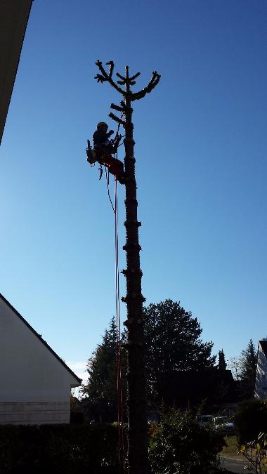 ABATTAGE PAR DEMONTAGE D'UN ARAUCARIA JUSQU'EN TETE