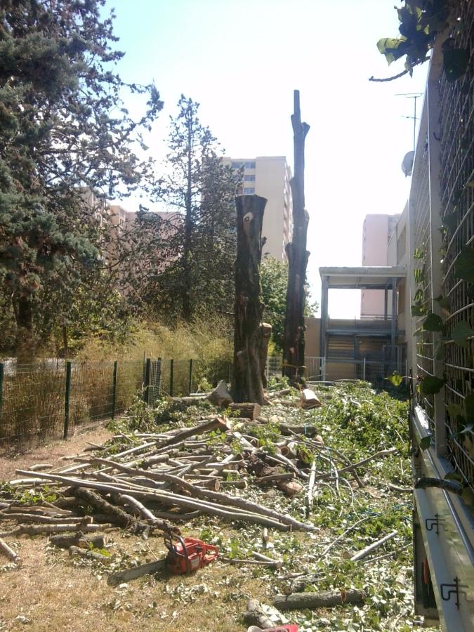 Abattage d'arbre à Saint-Avertin près de Tours