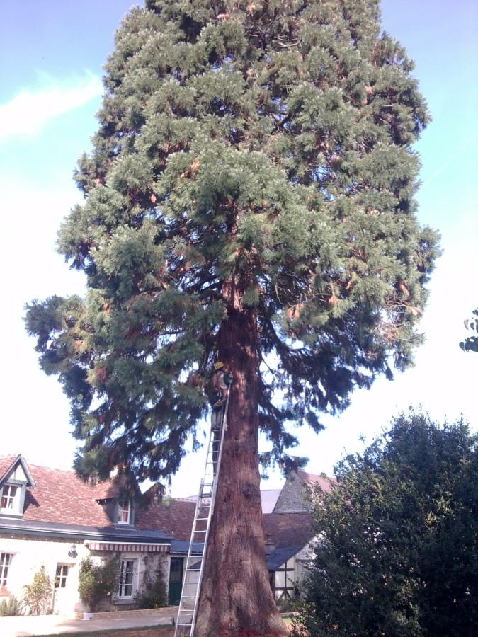 Montée dans un sequoi par votre élagueur à Saint-Avertin près de Tours