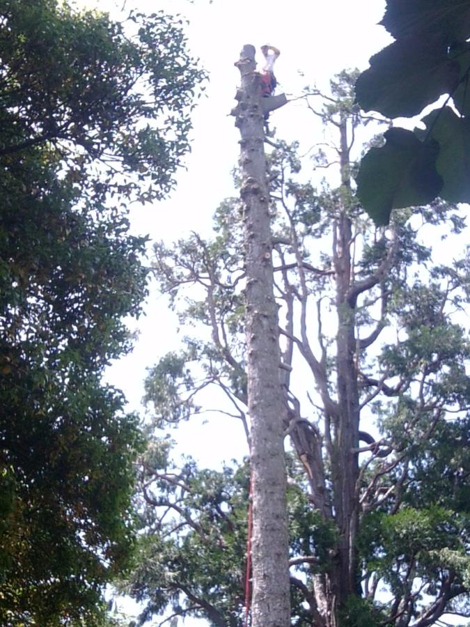 Abattage toute hauteur à Saint-Avertin près de Tours