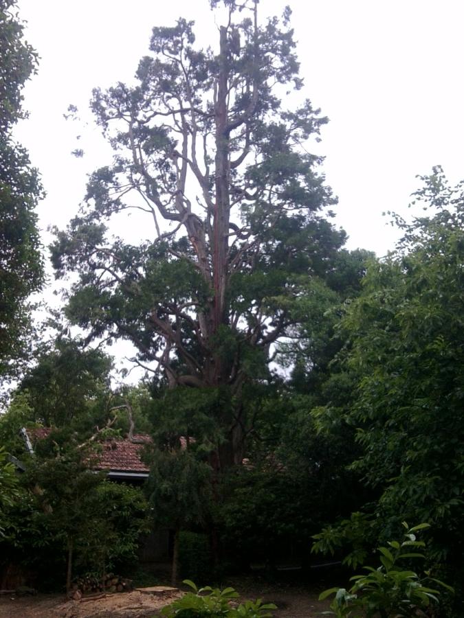 Elagage d'un sequoi de 400 ans à Saint-Avertin près de Tours