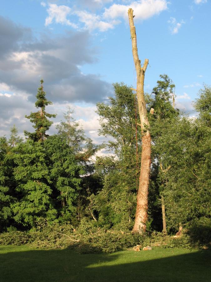 Abattage d'un peuplier à Saint-Avertin près de Tours