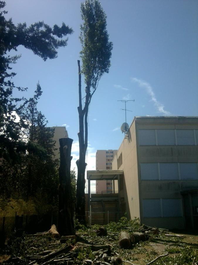 Elagage à Saint-Avertin près de Tours