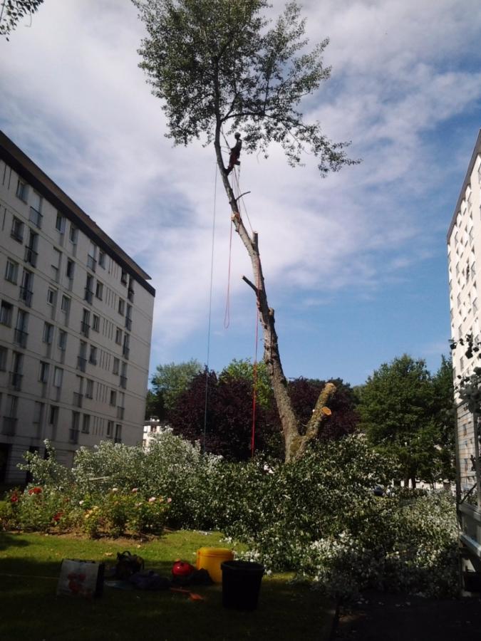Abattage d'un peuplier dans une résidence à Saint-Avertin près de Tours