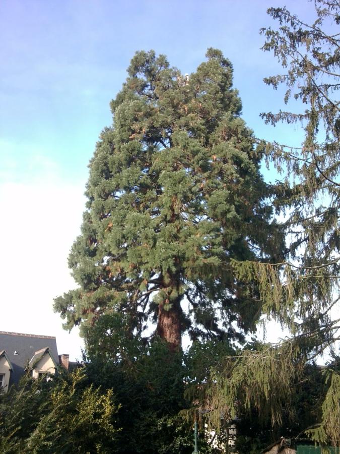 Etêtage d'un sequoia frappé par la foudre à Saint-Avertin près de Tours