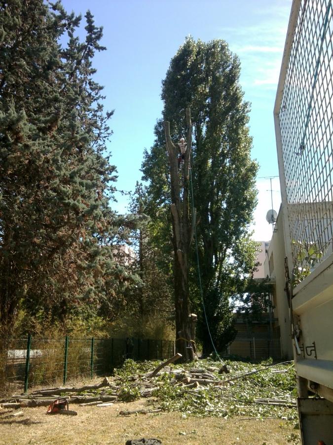 Abattage d'un peuplier dans une zone industrielle à Saint-Avertin près de Tours