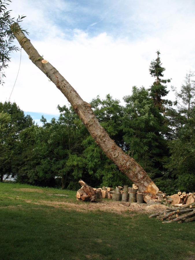 Rétention d'un peuplier à Saint-Avertin près de Tours