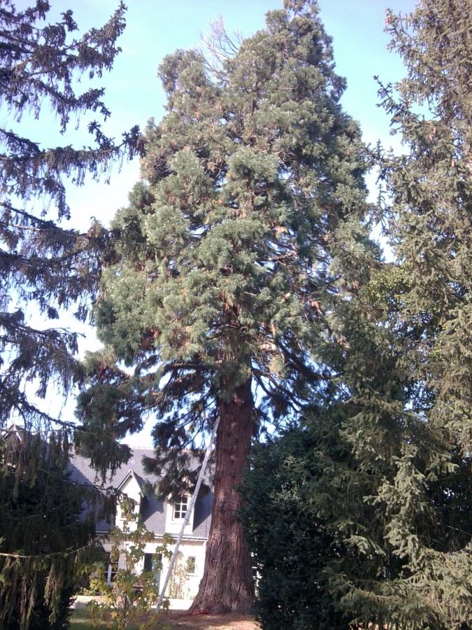 Montée dans un sequoi à Saint-Avertin près de Tours