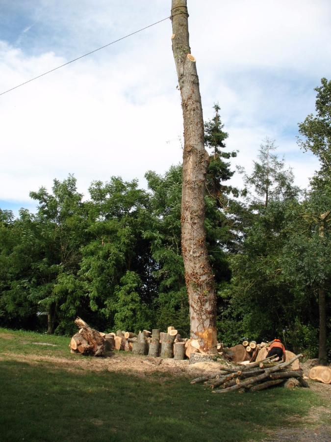 Abattage d'un peuplier près de Tours