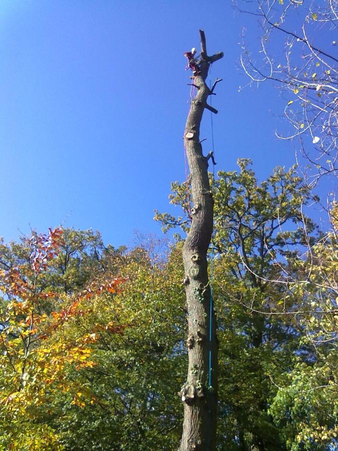 Abattage d'un chêne à Saint-Avertin près de Tours