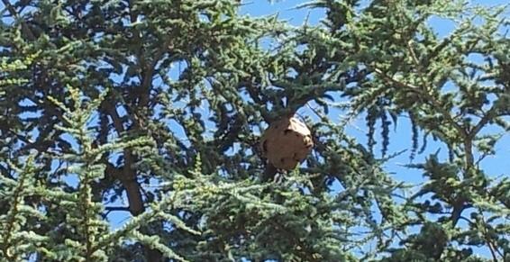 Angoulins-sur- Mer - Nids de frelons à La Rochelle en charente maritim