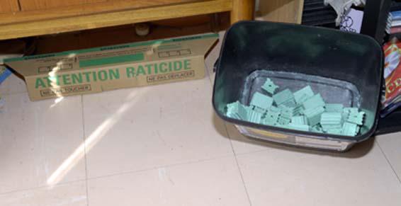 Dératisation avec poison