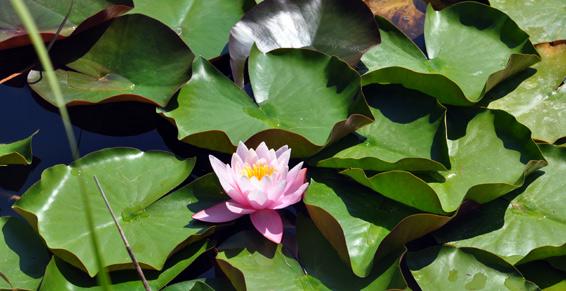 Botton Monique à Carpentras - Psychologue