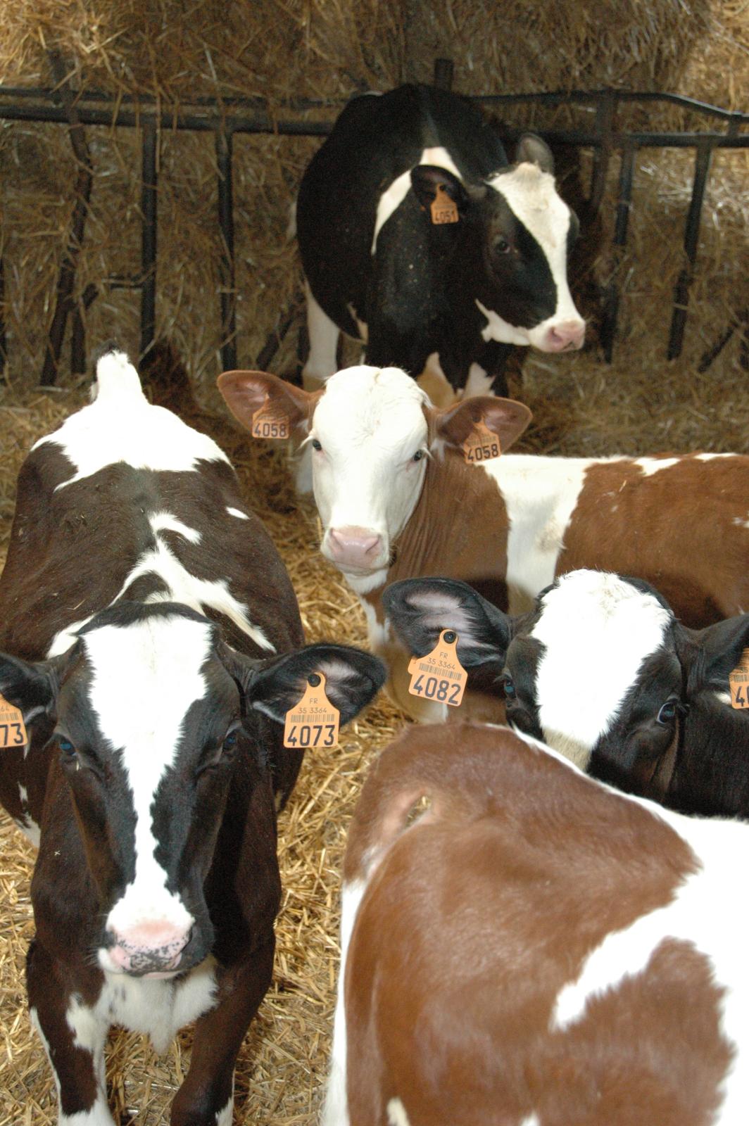 Nos vaches sont de race Prim'Holstein et Montbéliarde.