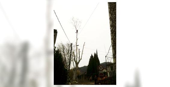 Abattage platane par démontage - Entreprise Miler à Plouzin