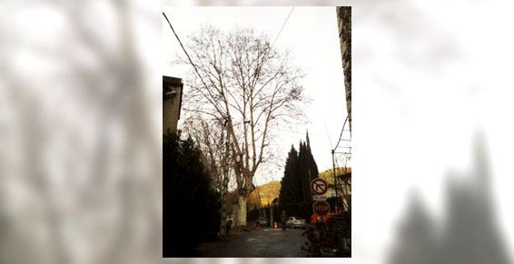 Abattage platane par démontage - Le Pouzin - Entreprise Miler