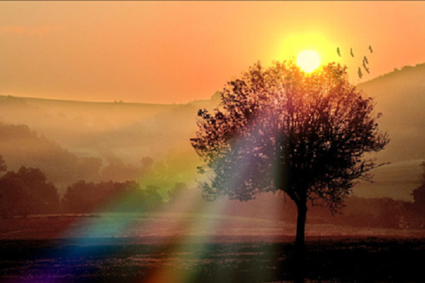 Arbre et coucher de soleil
