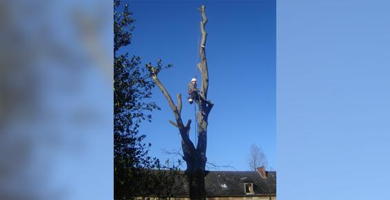 Élagueur grimpeur sur un arbre sans branche