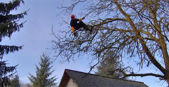 Élagage d'un arbre au-dessus d'un toit de maison