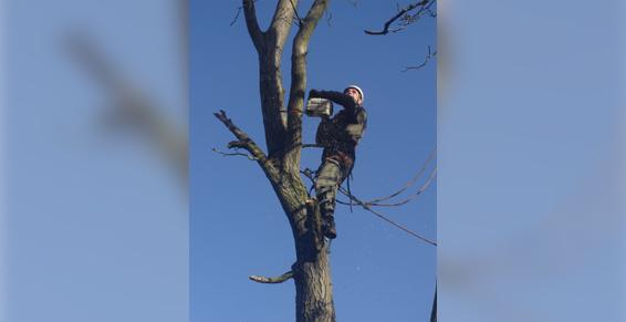 Élagueur-grimpeur accroché à un arbre