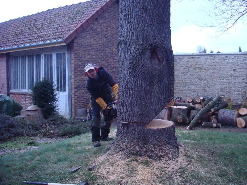 Abattage d'un arbre par démontage