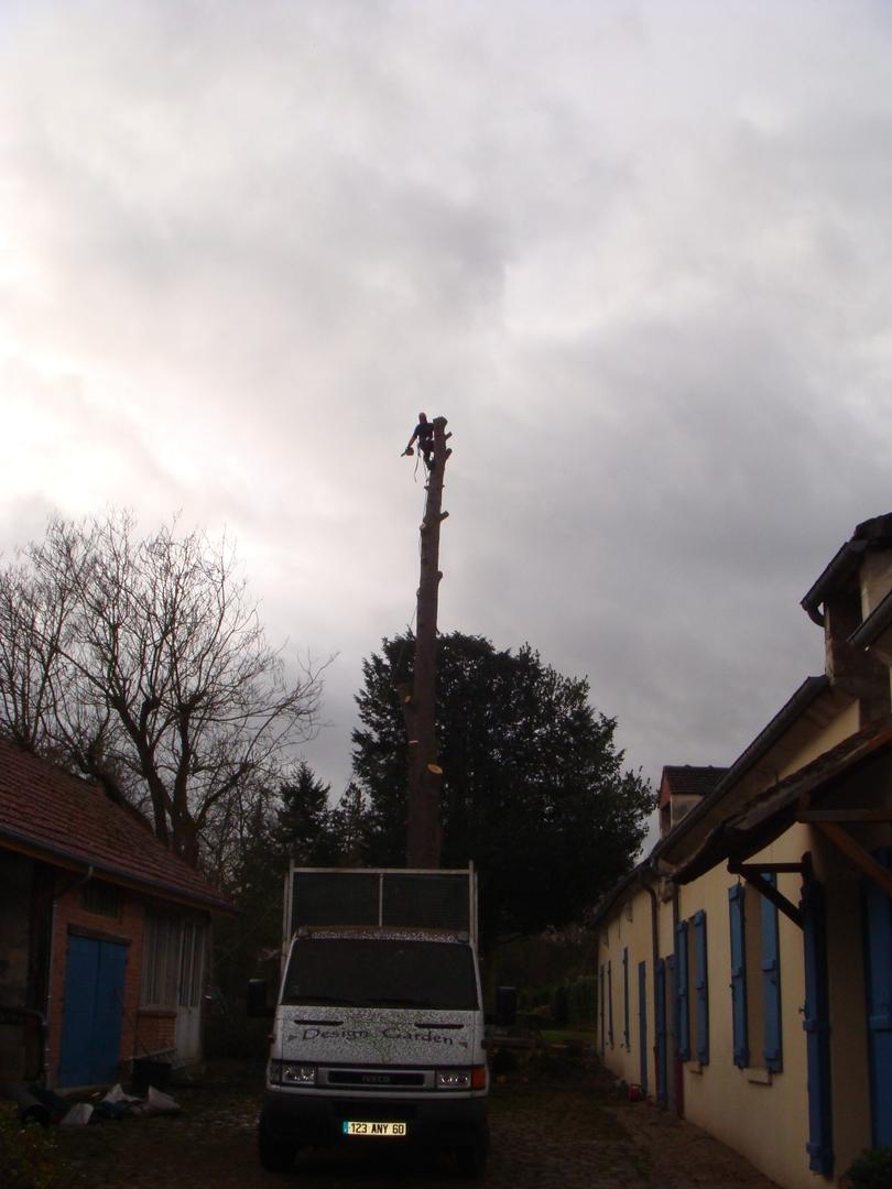 Élagage d'un tronc d'arbre sans branche
