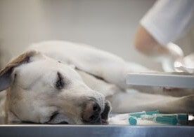 Ορθοπαιδική