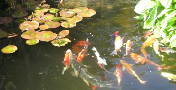 Passion Jardin à Muret- Bassin