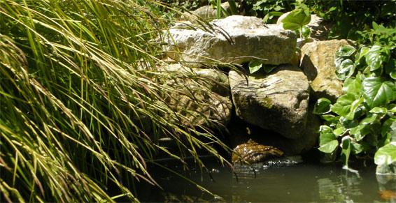 Passion Jardin à Muret - Paysagiste - Bassin