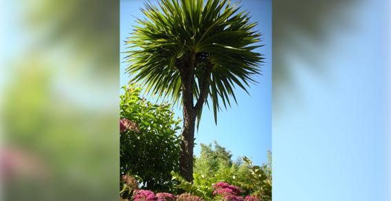 Passion Jardin à Seysses - Palmier - Paysagiste