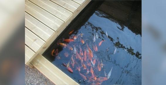 Passion Jardin à Muret - Bassin - Paysagiste